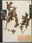 Foto von Salix waldsteiniana Willd.